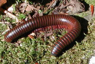 Inilah Hewan-hewan Dengan Kaki Terbanyak     Millipede_040125