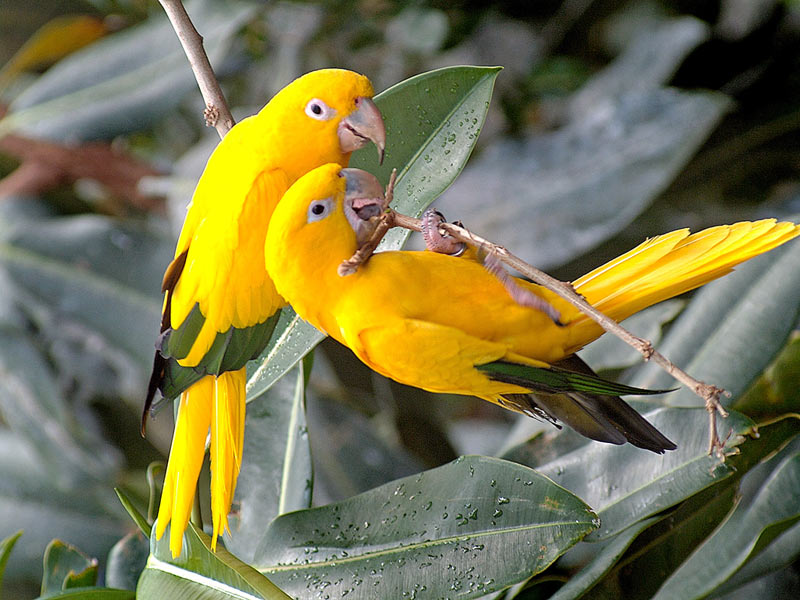 تشكيلة عامه من صور بعض الطيور Birds-Wallpaper