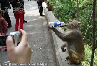 Funny animals. Equality.ws_monkey_4