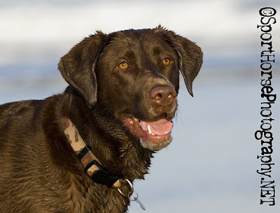 Labradorec (Labrador retriever) CL145ChocolateLab_SportHorsePhotography