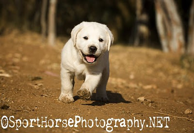 Labradorec (Labrador retriever) CBrooks073_SportHorsePhotography