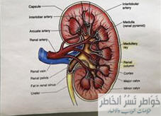 الأحياء المتبرعون بالكلى لا يموتون سريعاً - جديد خواطر Erd6hg