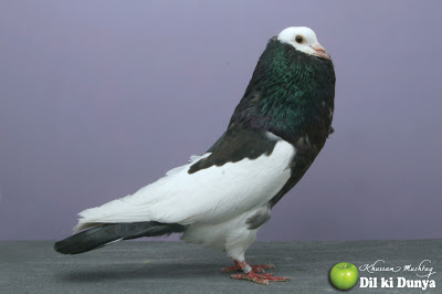 من أجمل أنواع الحمام (لاتنسوا ذكر الله )  Pigeon%2B%25286%2529