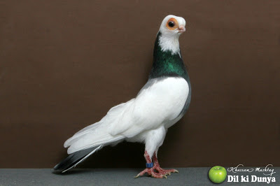 من أجمل أنواع الحمام (لاتنسوا ذكر الله )  Pigeon%2B%25288%2529