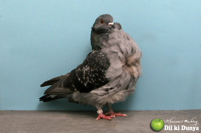 من أجمل أنواع الحمام (لاتنسوا ذكر الله )  Pigeon%2B%252810%2529