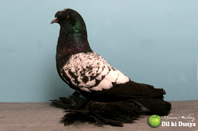 من أجمل أنواع الحمام (لاتنسوا ذكر الله )  Pigeon%2B%252820%2529