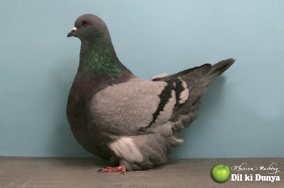 من أجمل أنواع الحمام (لاتنسوا ذكر الله )  Pigeon%2B%252823%2529