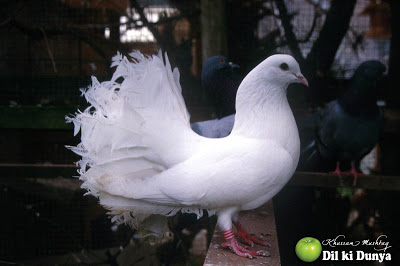 من أجمل أنواع الحمام (لاتنسوا ذكر الله )  Pigeon%2B%252826%2529