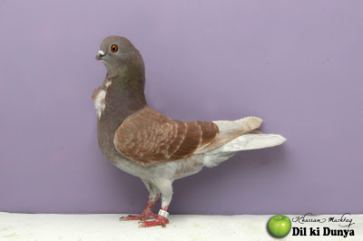 من أجمل أنواع الحمام (لاتنسوا ذكر الله )  Pigeon%2B%252830%2529