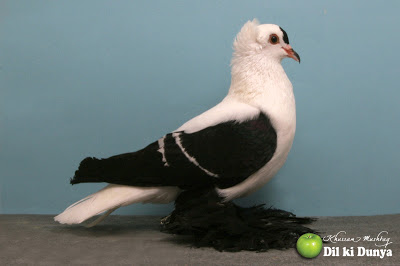 من أجمل أنواع الحمام (لاتنسوا ذكر الله )  Pigeon%2B%252849%2529