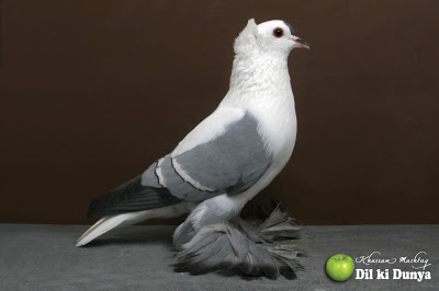 من أجمل أنواع الحمام (لاتنسوا ذكر الله )  Pigeon%2B%252853%2529