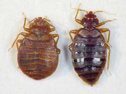 tahukah anda? 10 parasit yang paling mengganggu dan menjijikkan Bed-bugs