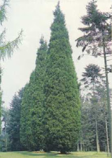 ¿QUÉ ARBOL ERES TU? Cipres-leyland