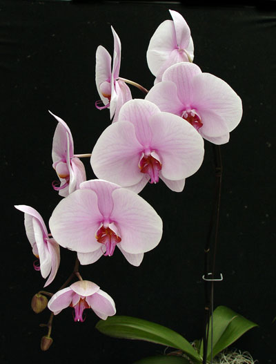 59. Gönülçelen -Inima furata - Heart Stealer - General Discussions - Comentarii - Pagina 17 Phalaenopsis_orhidee