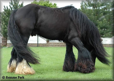 Beautiful horses pictures 25