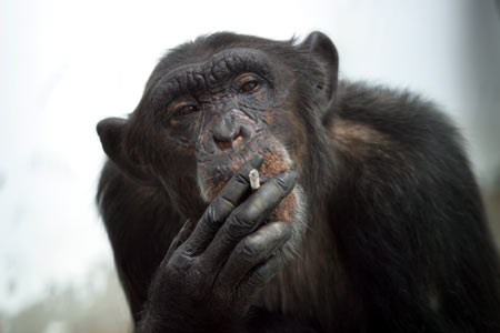 நாங்களும் நாங்களும் படங்கள் பாருங்கள்! Monkey_Smoking_1A