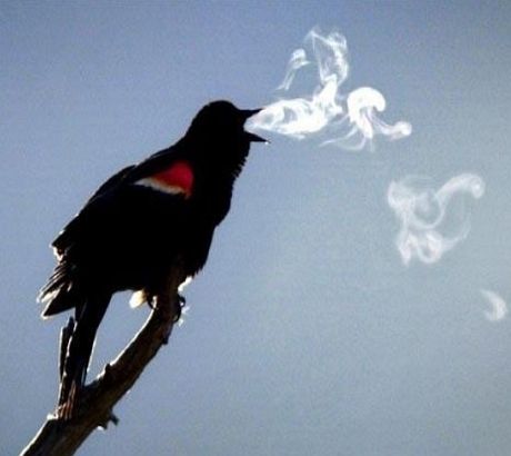 நாங்களும்தான்... Smoking%2BBird