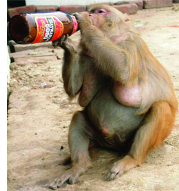 நாங்களும் நாங்களும் படங்கள் பாருங்கள்! Beer_drinking_monkey