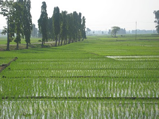 வயல்வெளியை விற்றுவிட்டோம்  Gobi