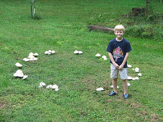 Mystère autour d'un cercle à Gavray (Manche) FairyRingMushroom