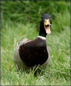Le foie gras carrefour peut vous tuer... Happy_duck_250_250x300