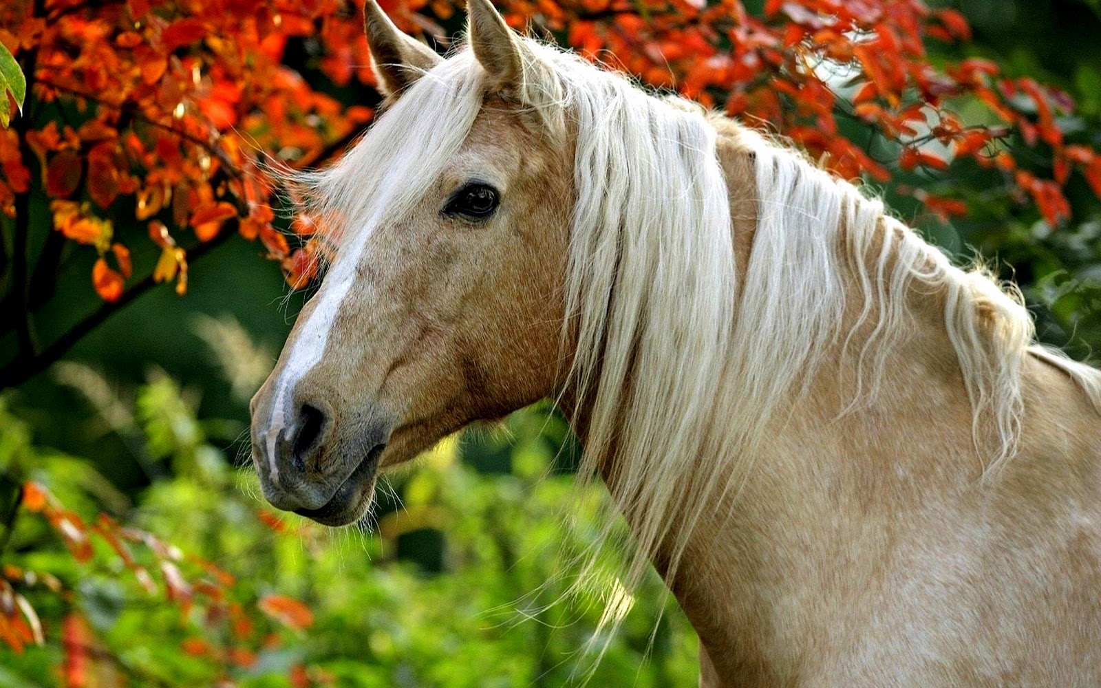 Rayne. Palomino_horse