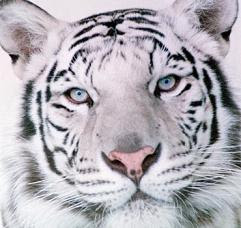 Arianna Rousseau Tigre-blanco-foto%5B1%5D