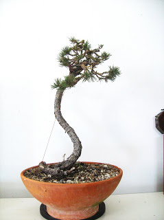 Pinus sylvestris 2 HPIM1829