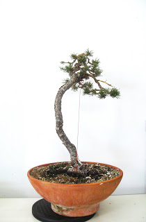 Pinus sylvestris 2 HPIM1833