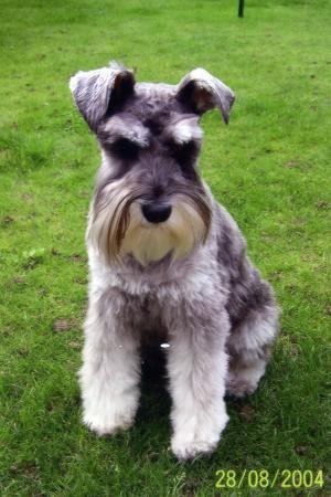 Máquina Traga-monedas Miniature-schnauzer