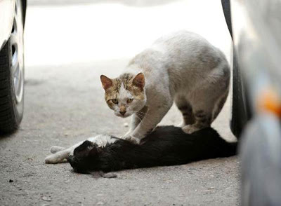 Gatos callejeros: una lección de amor Sokak-3