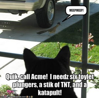 Who IS on line??? - Page 6 Funny-pictures-cat-needs-to-call-acme