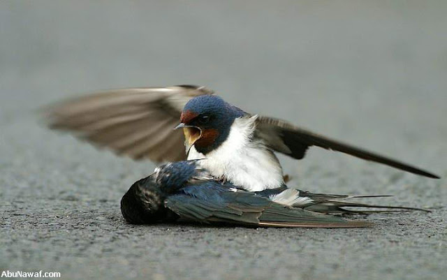 Τί είναι η αγάπη... Love_birds4