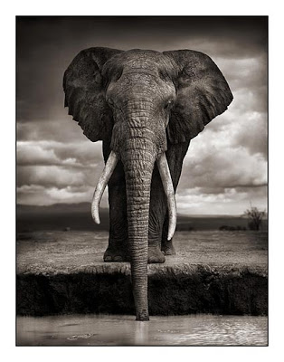 Nick Brandt, le photographe animalier qui tue (sa maman) 01_Elephant-Drinking