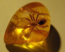 அதிசயிக்க வைக்கும் அம்பர் கல் பொக்கிஷம் 220px-Spider_in_amber_(1)