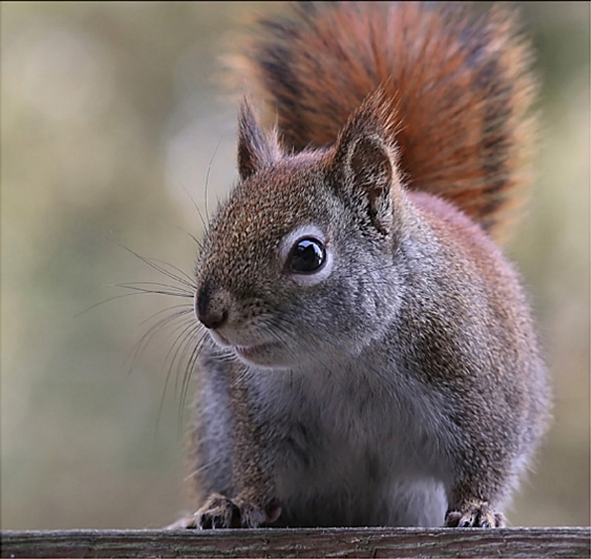 Μαθημα 4ο 1_Watch_squirrel