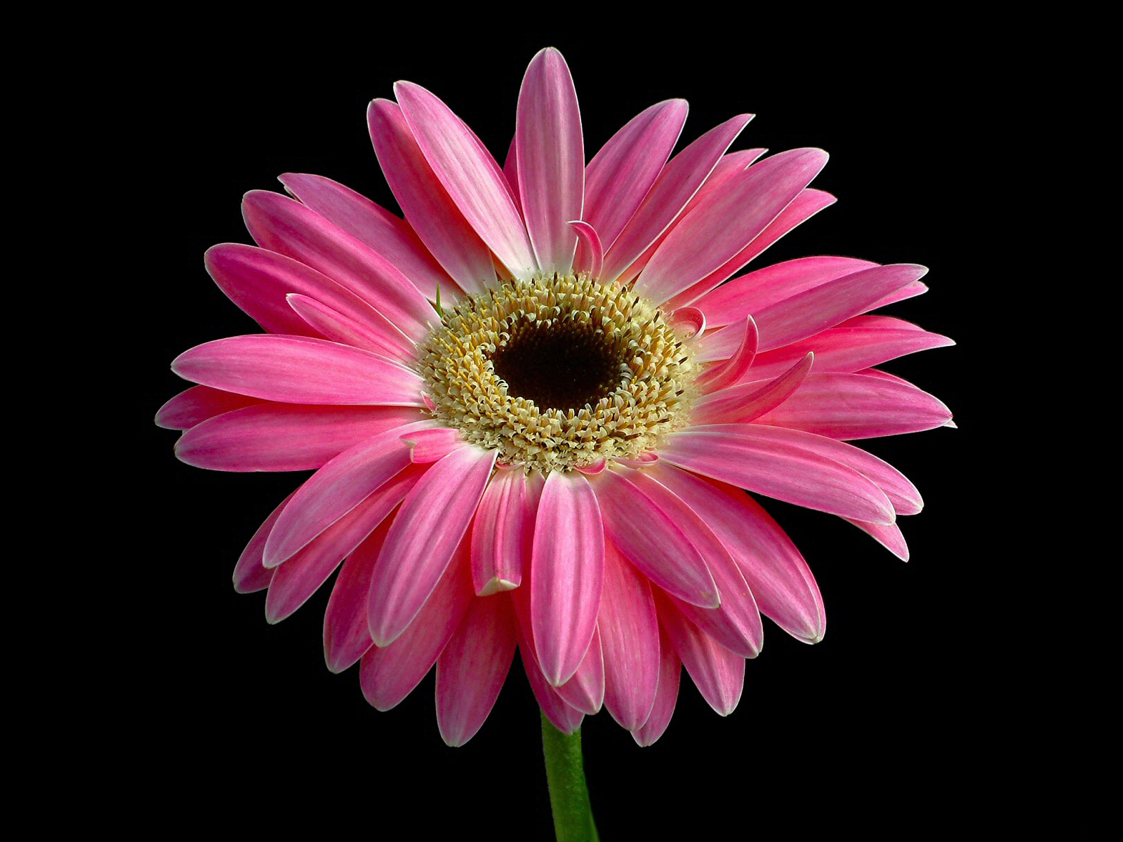 pink flowers - Page 2 Pink%20flower%201600x1200