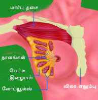 மார்பகப் புற்றுநோய் பற்றி விவரங்கள் - Breast%2520anatomyLab