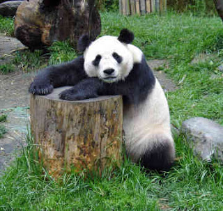 கரடி குட்டிகள் Panda-bear-0001