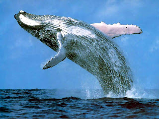 நீல நிறம் கொண்டு திமிங்கிலம் Blue-whale-pictures_3