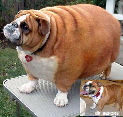      Fat_dog