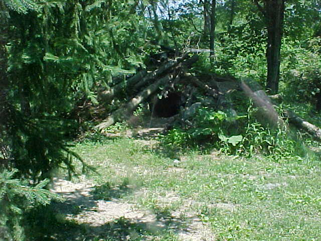 Summer Den Timber_wolf_den%255B1%255D