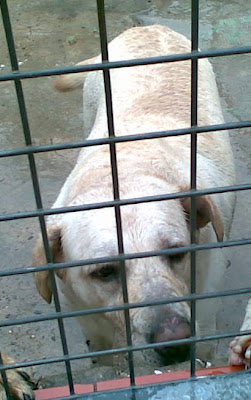 GALA - labradora 7 años - URGENTE... SACRIFICAN - SOS Golden Gala3