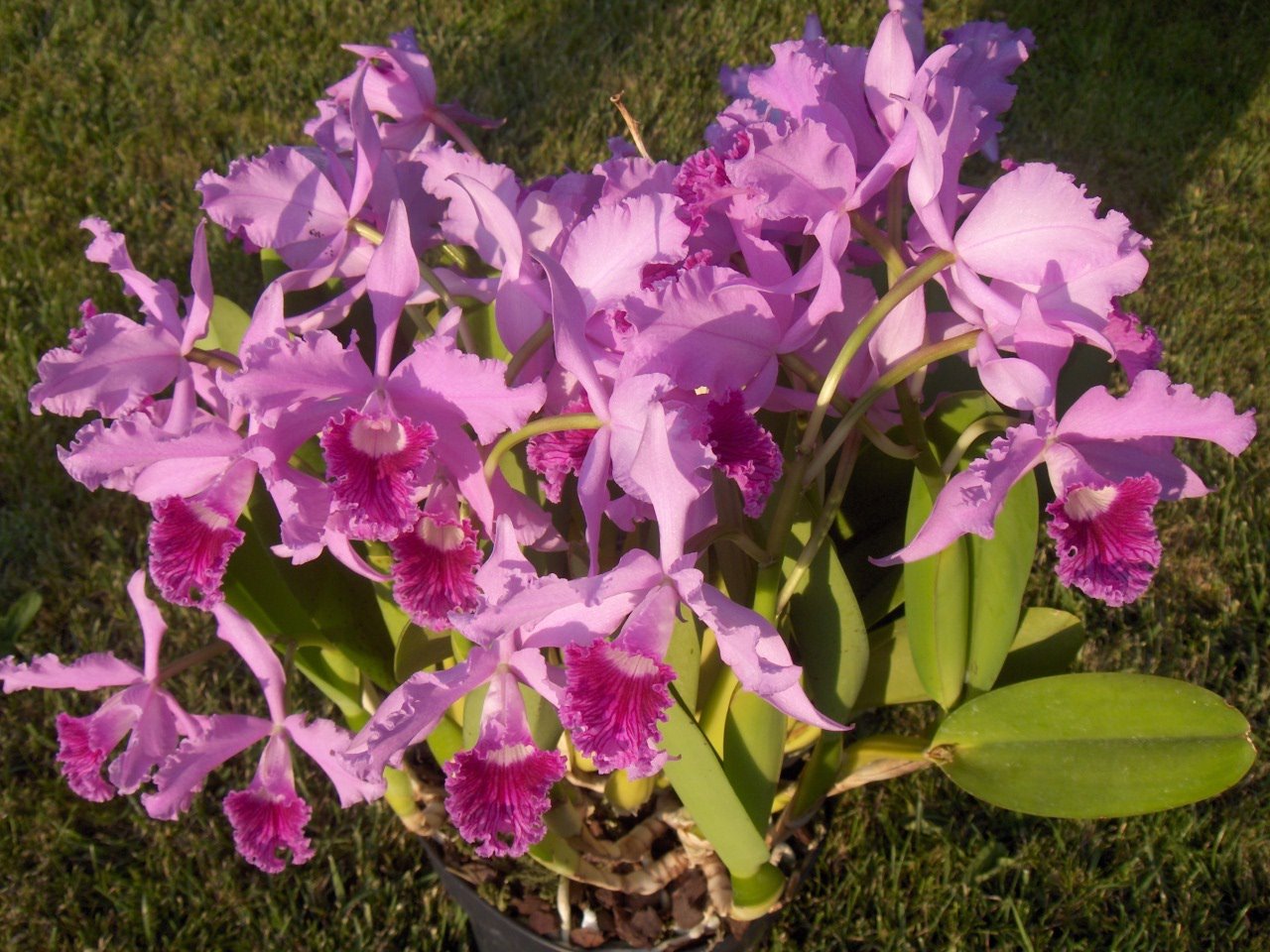 Cattleya (Laelia) lobata HPIM5415