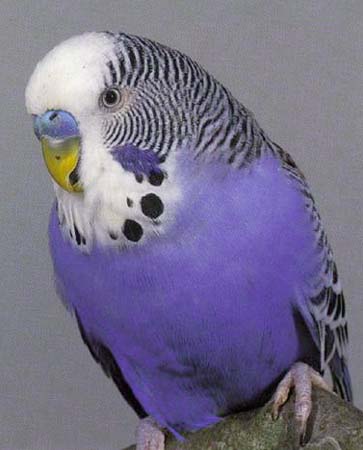 irl pix thread Budgie