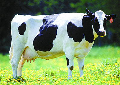 Imagenes encadenadas Vaca