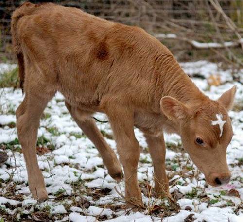 நெற்றியில் சிலுவைக்குறியுடன் பிறந்த கன்றுக்குட்டி Holy-Cow%2B%281%29