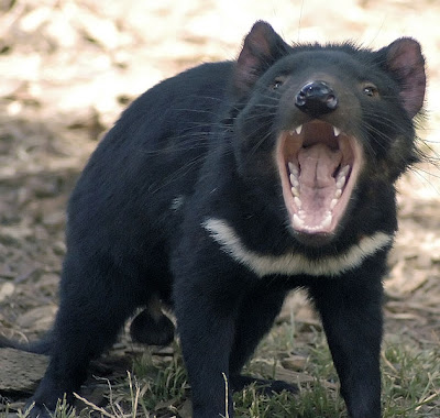 Vamos pôr os nomes dos animais DIABO_DA_TASMANIA9