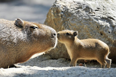 Scavenger Hunt! - Page 12 Capybara-kiss