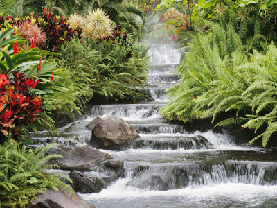 மலர்கள் சில உங்கள் பார்வைக்கு... Waterfall